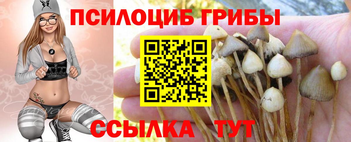 Псилоцибиновые грибы Psilocybe Великие Луки